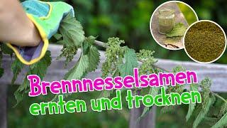 Brennnesselsamen ernten und trocknen #brennnessel #wildkräuter #kräuterkeller #heilpflanzen