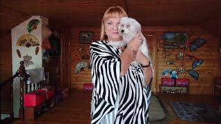 Мои красотки!!!Мои лохматые девчонки!!!Мои любимки!!!Обожаю их....