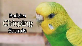 Relaxing Bird Sounds | Budgies Breeding Pair | Love Birds | Budgies Family