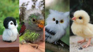 PAJAROS BEBES: Los Más Lindos y Tiernos  buho, Aguilas, Quetzal todos Bebes!