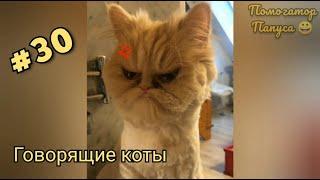 Говорящие коты! Лучшая подборка #30 