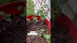 Plant addiction