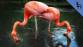 Bizarre Reasons Flamingos Eat Upside Down