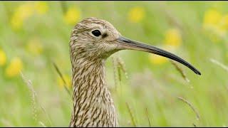 Curlew song