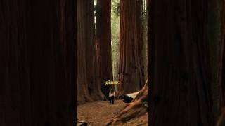 THE BIGGEST TREES IN THE WORLD 