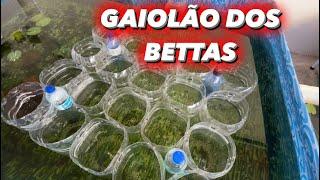 Como fazer o GAIOLÃO dos Bettas