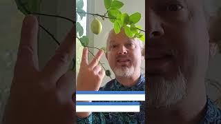 Lemons in Zone 6 #shorts #gardening #containergardening