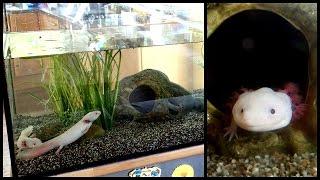 Aquarium Setup: Axolotl Tank (Ambystoma mexicanum) - How to set up an Axolotl Tank