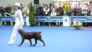 Dog dancing show "Eurasia  2012 / Russia / Moscow". Freestyle.