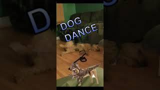 DOG DANCE! SLEEP WALK TALK DANCEFLOOR RAPTOR DOG PARTY CHEWED LEASH COUCH HARD WOOD LEG SPREAD