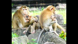 Sister Katrina & Nisa Play and Take Good Care Of Young Sancho & Done When Raining