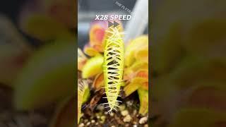 Beetle vs Flytrap