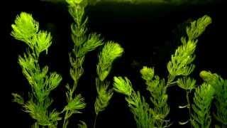 Coontail (Ceratophyllum demersum) Aquatic Plant Growth Time Lapse - Hornwort