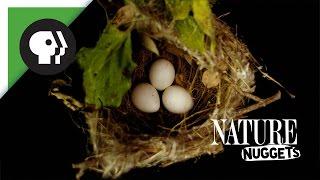 What Do Nests Look Like? | NATURE Nuggets