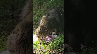 Woman saved this garden cat | Cuddle Buddies
