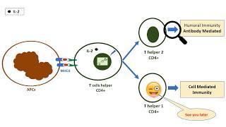 T helper cells in 1 minute