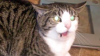 Angry and Aggressive Cats Hissing Compilation - Growling, Hissing and Claw || PETASTIC 