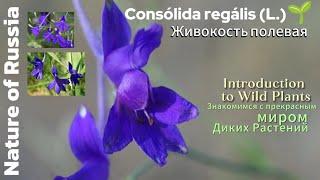 Consólida regális(Живокость Полевая) Nature of Russia - Природа России и прекрасные дикие Растения