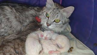 Poor Mom Cat Can Feed Milk Only One Kitten At One Time Remaining Kittens Cry Or Take Bottle Feeding