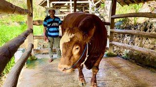 MBAH PARMAN TERTARIK DENGAN SAPI MONSTER INI