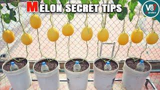 Growing Melons in Containers: Achieving Multiple Fruits per Plant