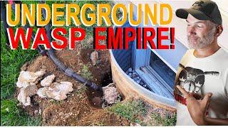 UNDERGROUND Yellow Jackets EMPIRE! Swarmed And Stung! Wasp Nest Removal