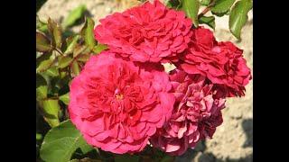 обрезка спреевых роз , питомник роз полины козловой rozarium.biz, pruning spray roses