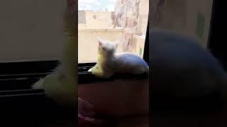 كات كات بوسي كات  