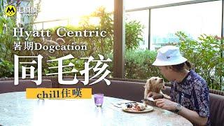 【寵物Staycation】Hyatt Centric暑期Dogcation 同毛孩chill住嘆｜毛城城MoCity