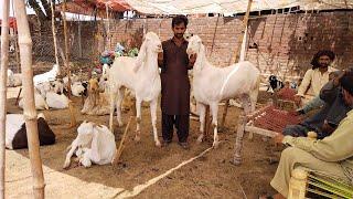 Rajanpuri Desi Bakre | Tadda Bakre | Qurbani 2022 | Bakra Eid | Mazhar Biba Official