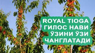 ROYAL TIOGA гилос нави ўзини ўзи чанглатади +998943024153