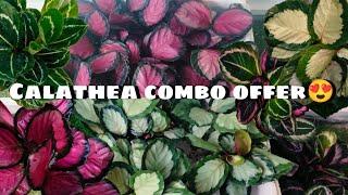 Calathea Offer sale/ Calathea varieties for sale/Online sale malayalam/Fidhus world