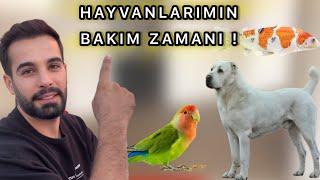 HAYVANLARIMLA BİR GÜNÜM * Papağan, Alabai, Koi Balıkları, Süs Tavukları !