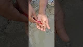 Amazing fishing trap #survivalskills #lifehacks #survival #skills #outdoors #fishing  #technology