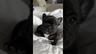 50% baby and 50% Grandma?! Did I crack the Frenchie formula  #funny #cute #frenchie #dogs #pets