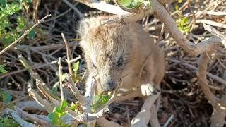 BushWhisperer falls in love with two baby "Dassies" ( Rock Hyrax )