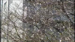 ソメイヨシノ満開せず　今年も小樽の桜に異変　(花園橋)