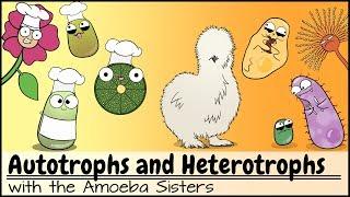 Autotrophs and Heterotrophs