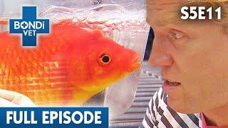 First Ever Fish Surgery for Dr Chris!  | Bondi Vet Season 5 Ep 11 | Bondi Vet Full Episodes
