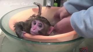 Копия видео "МАЛЕНЬКИЕ ОБЕЗЬЯНКИ - ПОДБОРКА ПРИКОЛОВ \ FUNNY AND CUTE LITTLE MONKEYS"