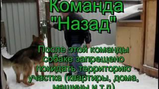 Основные команды послушания.