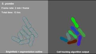 S.  pombe time-lapse