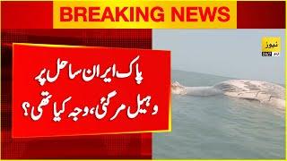 Blue whale found dead near Pak-Iran costal area in Arabian sea - Breaking news