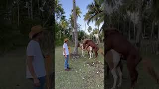 mating this philippine pony!