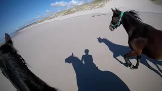 Blue sky days - Beautiful horse riding in New Zealand