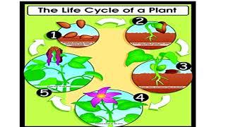 Science/plant's life cycle/KG2