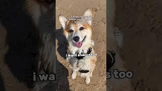 5 reasons my corgis love the dog beach