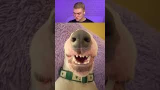 Try Not To Laugh  625 #funny  #viralvideo #shorts