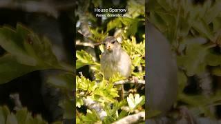 Young House Sparrow has lightning reactions  #shorts