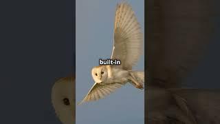 How Barn Owls Hunt in Complete Darkness!